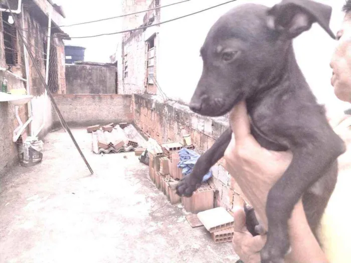 Cachorro ra a Não definido idade 2 a 6 meses nome T'challa