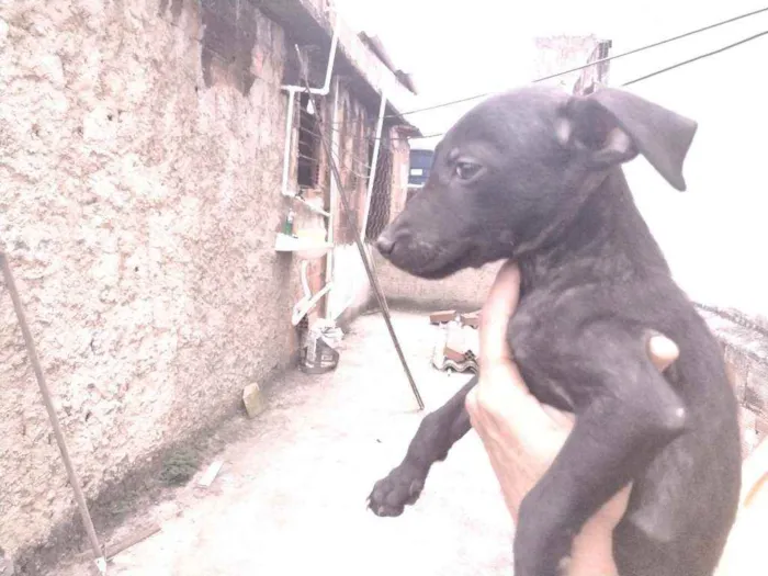 Cachorro ra a Não definido idade 2 a 6 meses nome T'challa