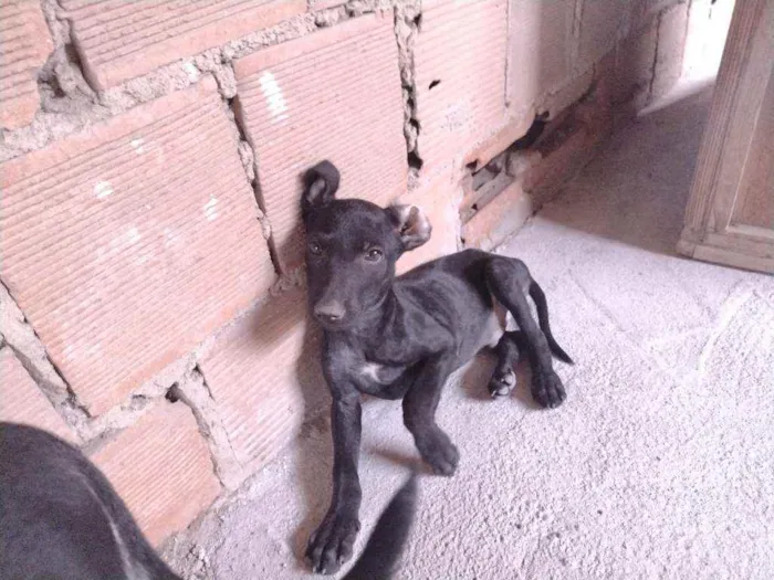 Cachorro ra a Não definido idade 2 a 6 meses nome T'challa
