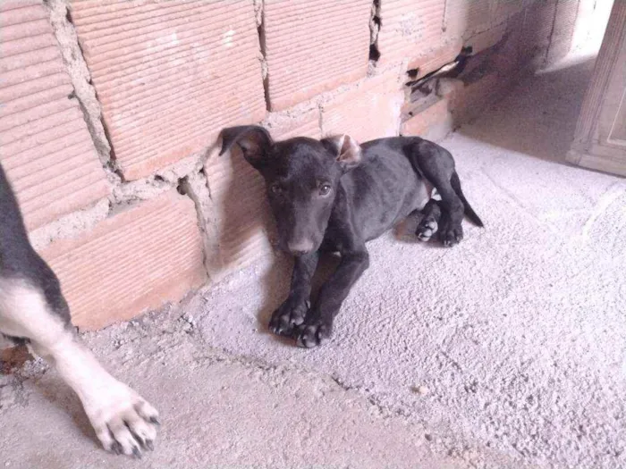 Cachorro ra a Não definido idade 2 a 6 meses nome T'challa