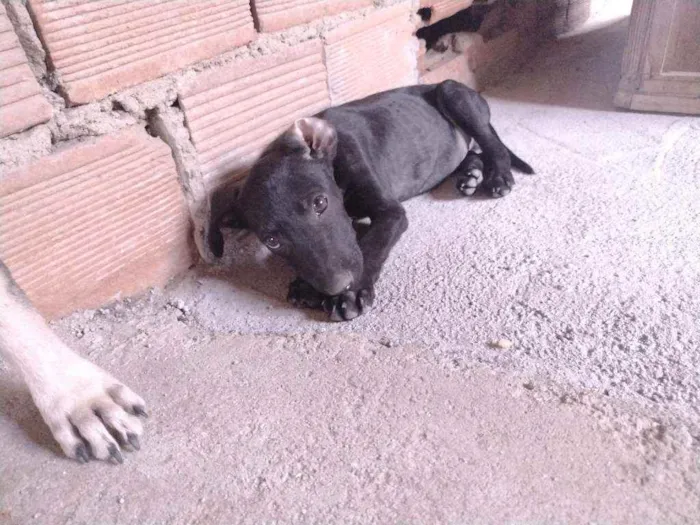 Cachorro ra a Não definido idade 2 a 6 meses nome T'challa