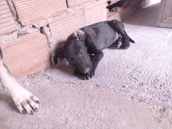 Cachorro ra a Não definido idade 2 a 6 meses nome T'challa