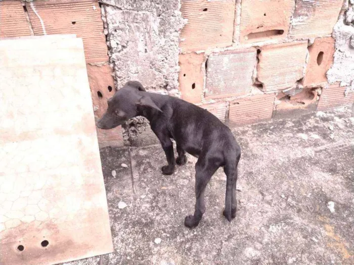 Cachorro ra a Não definido idade 2 a 6 meses nome T'challa