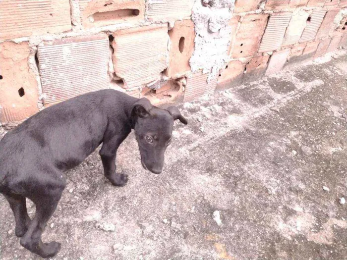 Cachorro ra a Não definido idade 2 a 6 meses nome T'challa