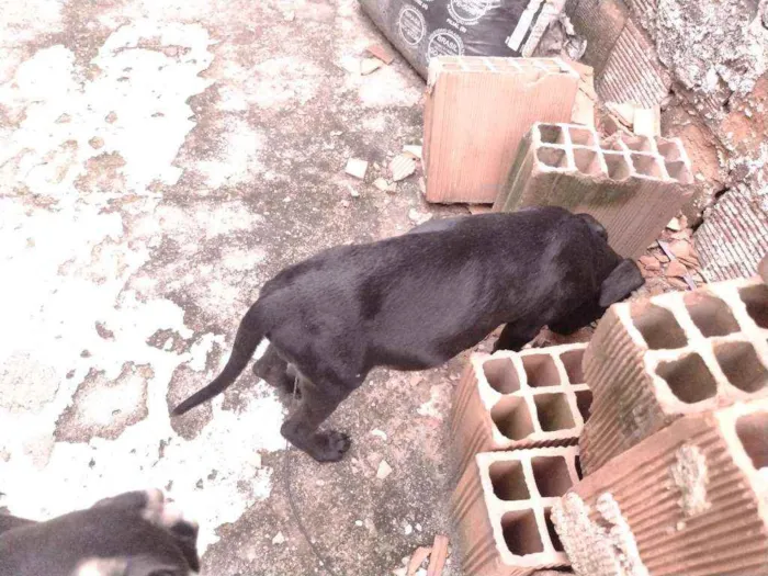 Cachorro ra a Não definido idade 2 a 6 meses nome T'challa