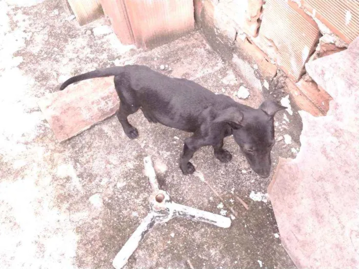 Cachorro ra a Não definido idade 2 a 6 meses nome T'challa