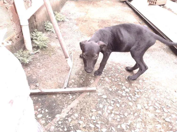 Cachorro ra a Não definido idade 2 a 6 meses nome T'challa