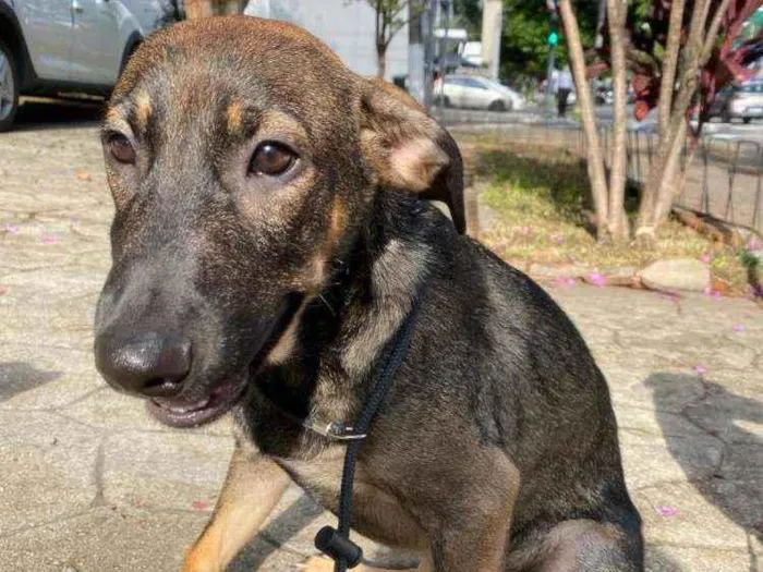 Cachorro ra a SRD-ViraLata idade 7 a 11 meses nome JOÃO GUILHERME