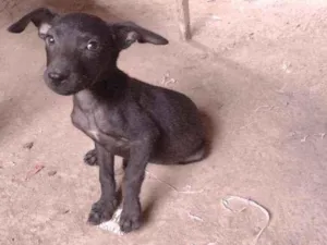 Cachorro raça Não definido idade 2 a 6 meses nome T'challa