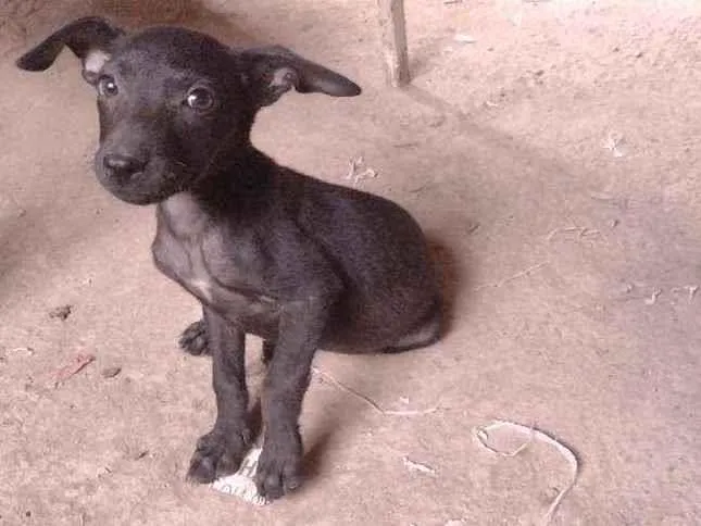 Cachorro ra a Não definido idade 2 a 6 meses nome T'challa