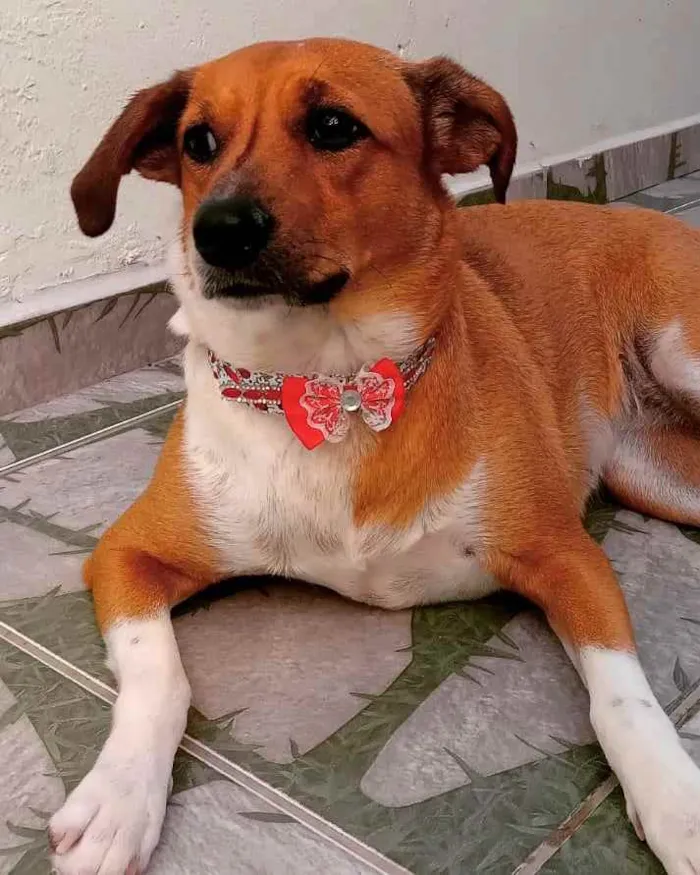 Cachorro ra a Viralata idade 2 anos nome Mel