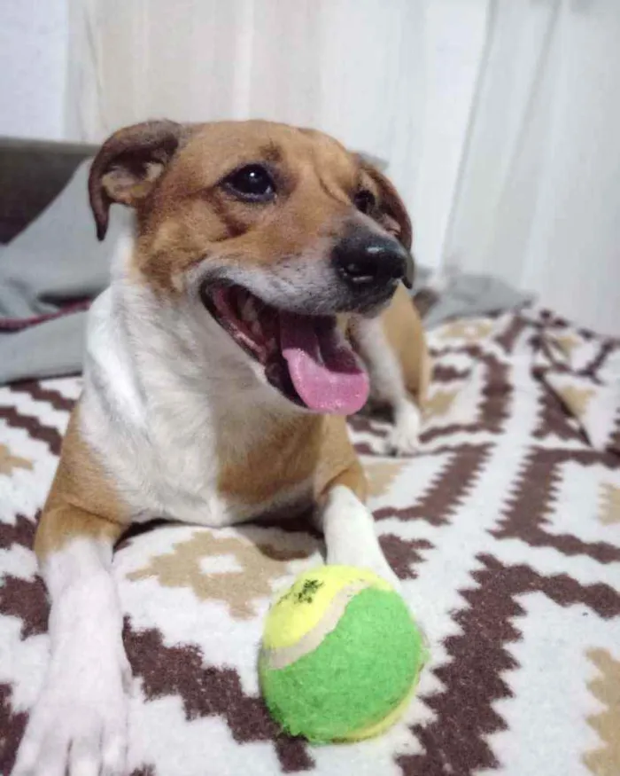 Cachorro ra a Viralata idade 2 anos nome Mel
