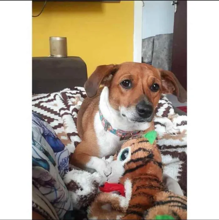 Cachorro ra a Viralata idade 2 anos nome Mel