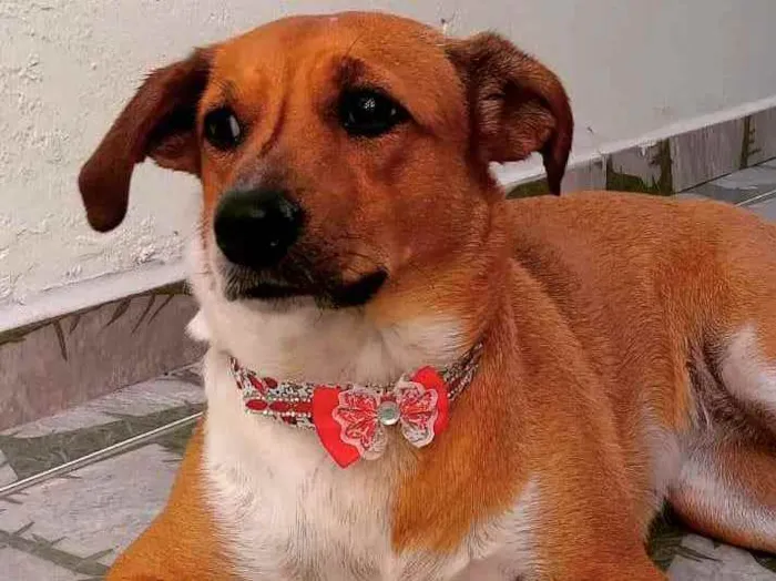 Cachorro ra a Viralata idade 2 anos nome Mel