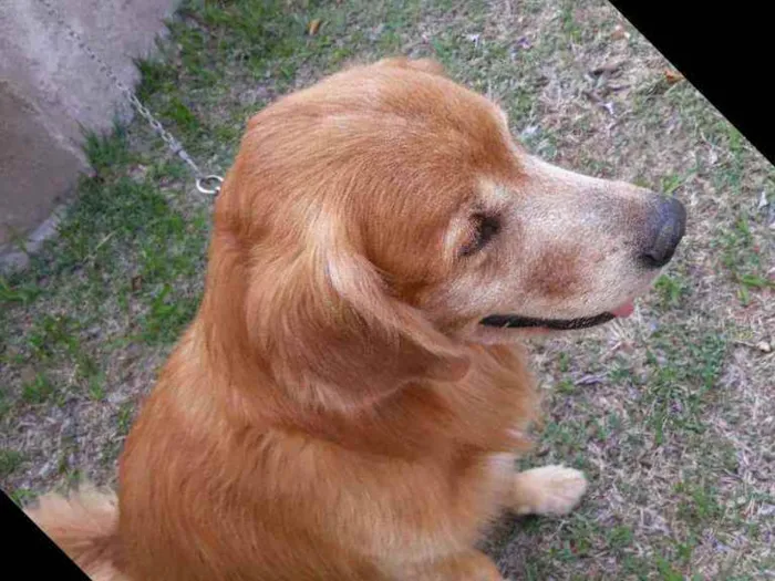 Cachorro ra a Golden Retriever idade 6 ou mais anos nome Fred (eu dei)