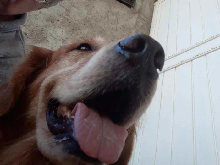 Cachorro ra a Golden Retriever idade 6 ou mais anos nome Fred (eu dei)