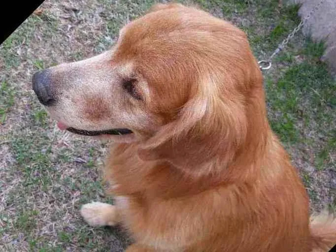 Cachorro ra a Golden Retriever idade 6 ou mais anos nome Fred (eu dei)