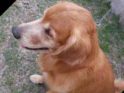 Cachorro raça Golden Retriever idade 6 ou mais anos nome Fred (eu dei)