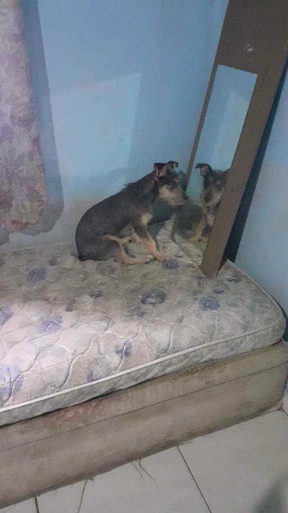 Cachorro ra a Viralata  idade 7 a 11 meses nome Tobias 