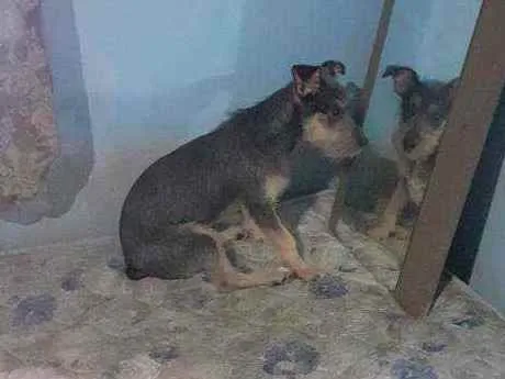 Cachorro ra a Viralata  idade 7 a 11 meses nome Tobias 