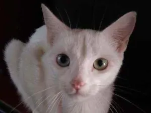 Gato raça  idade 2 anos nome Branquinha 