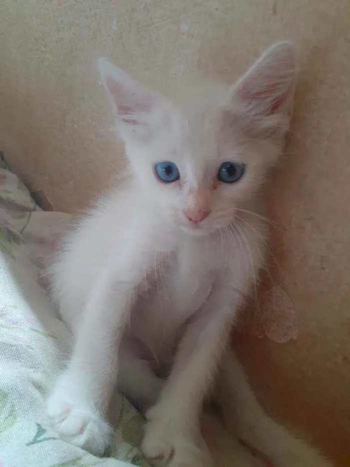 Gato raça vira lata idade Abaixo de 2 meses nome neve