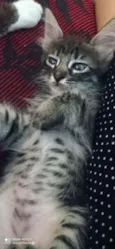 Kit