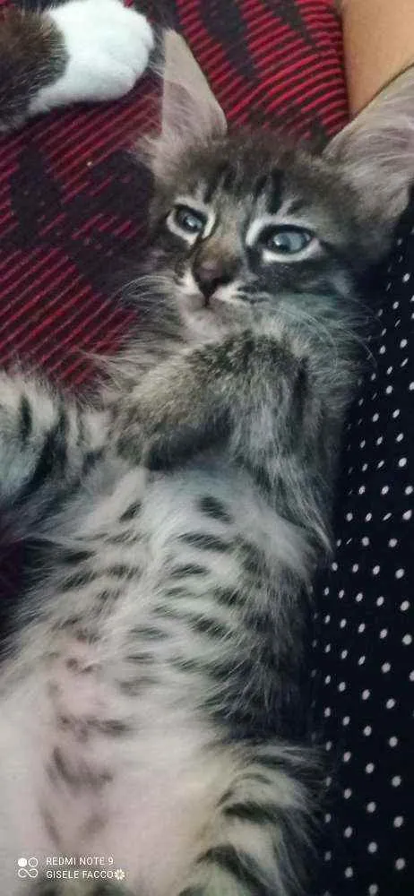 Gato ra a Indefinida idade Abaixo de 2 meses nome Kit