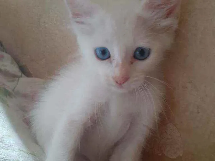Gato raça vira lata idade Abaixo de 2 meses nome neve