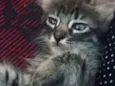 Kit