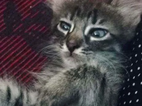 Gato ra a Indefinida idade Abaixo de 2 meses nome Kit