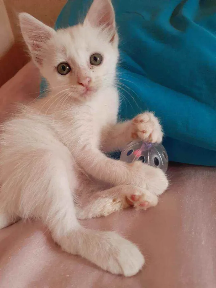 Gato raça vira lata idade Abaixo de 2 meses nome Sol