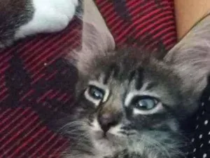 Gato raça Indefinida idade Abaixo de 2 meses nome Kit