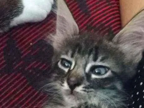 Gato ra a Indefinida idade Abaixo de 2 meses nome Kit