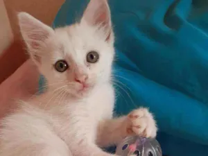Gato raça vira lata idade Abaixo de 2 meses nome Sol