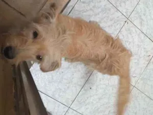 Cachorro raça Vira lata com poodle idade 2 anos nome Mel