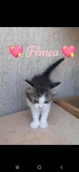 Mesclada e Tigrada