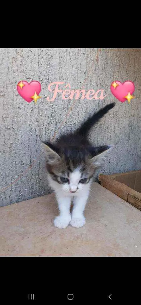 Gato ra a Vira Lata idade Abaixo de 2 meses nome Mesclada e Tigrada