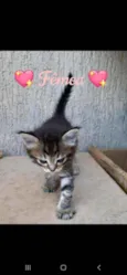 Mesclada e Tigrada