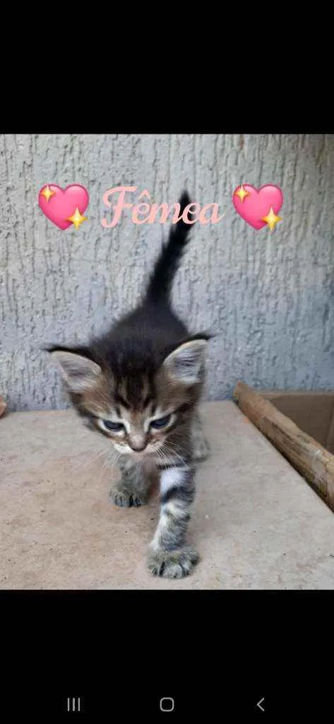 Gato ra a Vira Lata idade Abaixo de 2 meses nome Mesclada e Tigrada