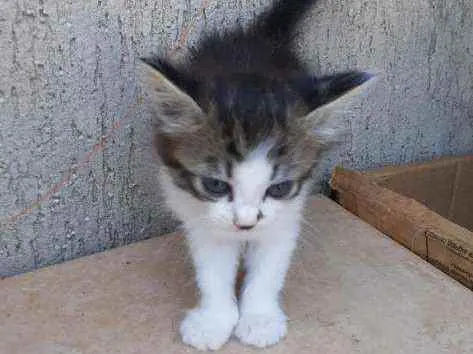 Gato ra a Vira Lata idade Abaixo de 2 meses nome Mesclada e Tigrada