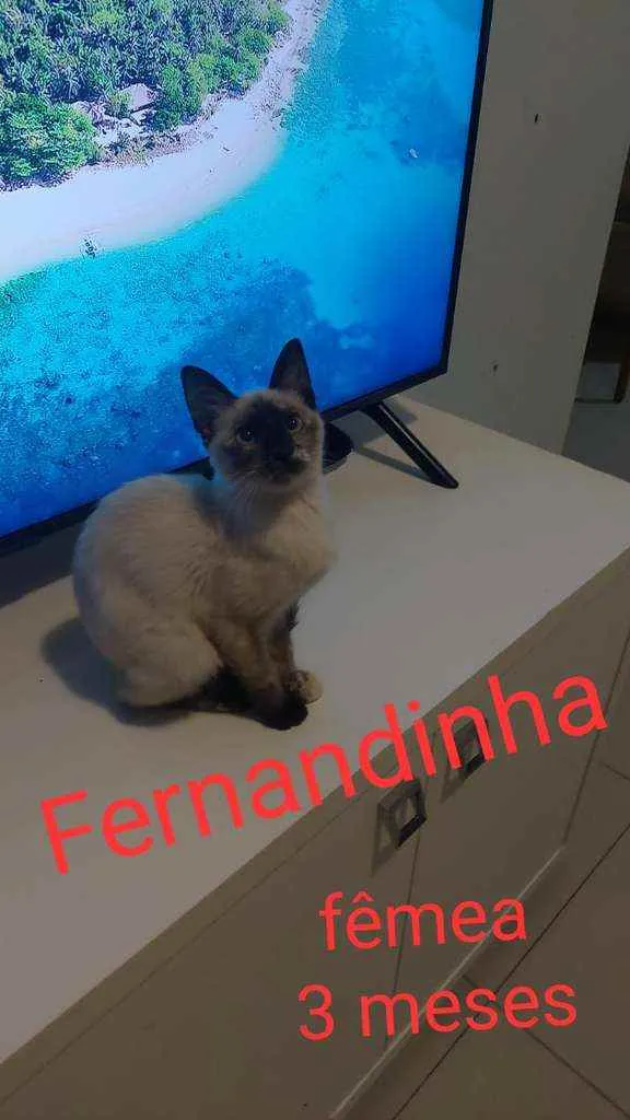 Gato ra a COMUM idade 2 a 6 meses nome BETO E DEMAIS