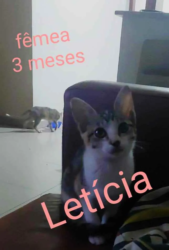 Gato ra a COMUM idade 2 a 6 meses nome BETO E DEMAIS