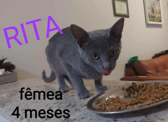 Gato ra a COMUM idade 2 a 6 meses nome BETO E DEMAIS