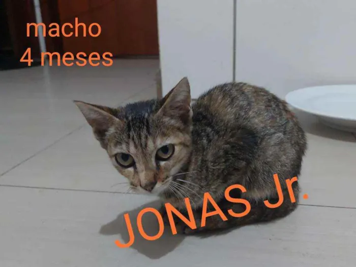 Gato ra a COMUM idade 2 a 6 meses nome BETO E DEMAIS