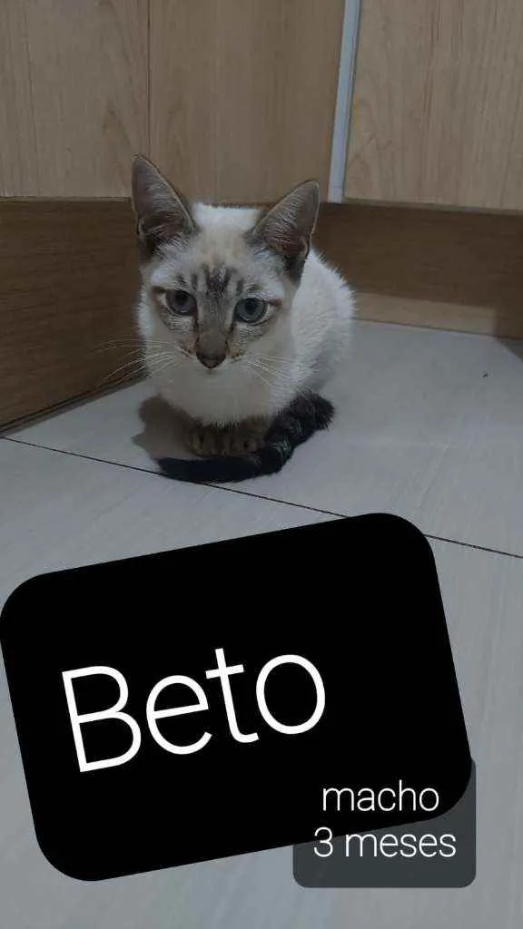 Gato ra a COMUM idade 2 a 6 meses nome BETO E DEMAIS