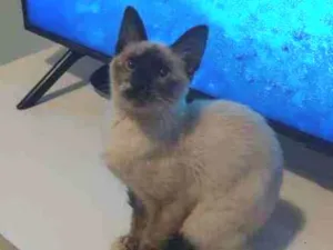 Gato raça COMUM idade 2 a 6 meses nome BETO E DEMAIS