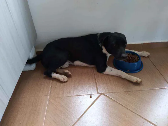 Cachorro ra a  idade 7 a 11 meses nome Óreo