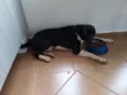 Óreo