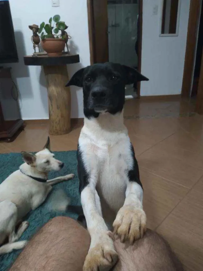 Cachorro ra a  idade 7 a 11 meses nome Óreo